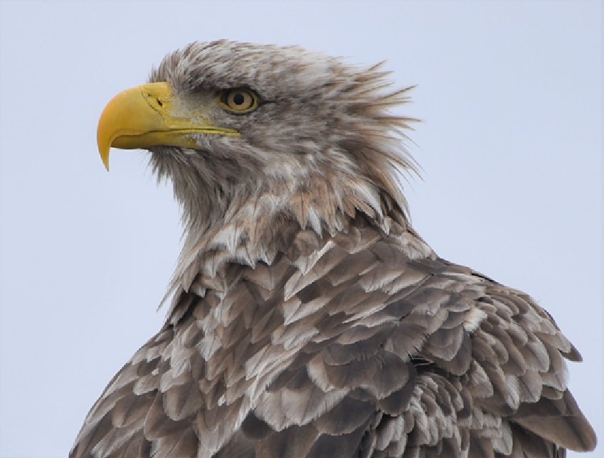 バードカービング オジロワシ (リアルサイズ) （バードカービング  